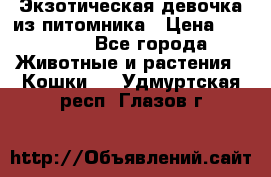 Экзотическая девочка из питомника › Цена ­ 25 000 - Все города Животные и растения » Кошки   . Удмуртская респ.,Глазов г.